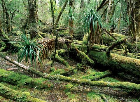 キングビリーの森（C）TourismTasmania&P.Sinclair